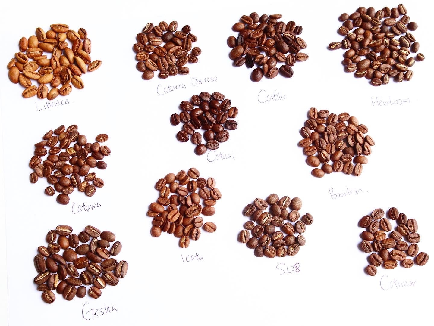 What Can You See On Coffee Beans - Bean Shipper