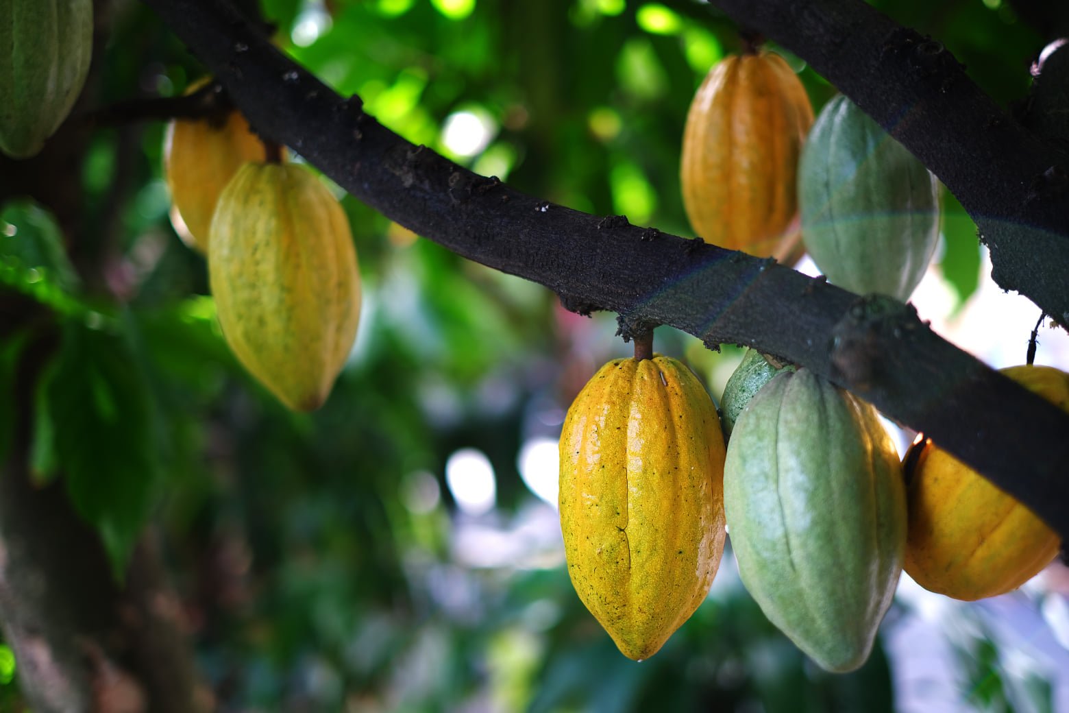 What's Chocolate Made Of - Bean Shipper