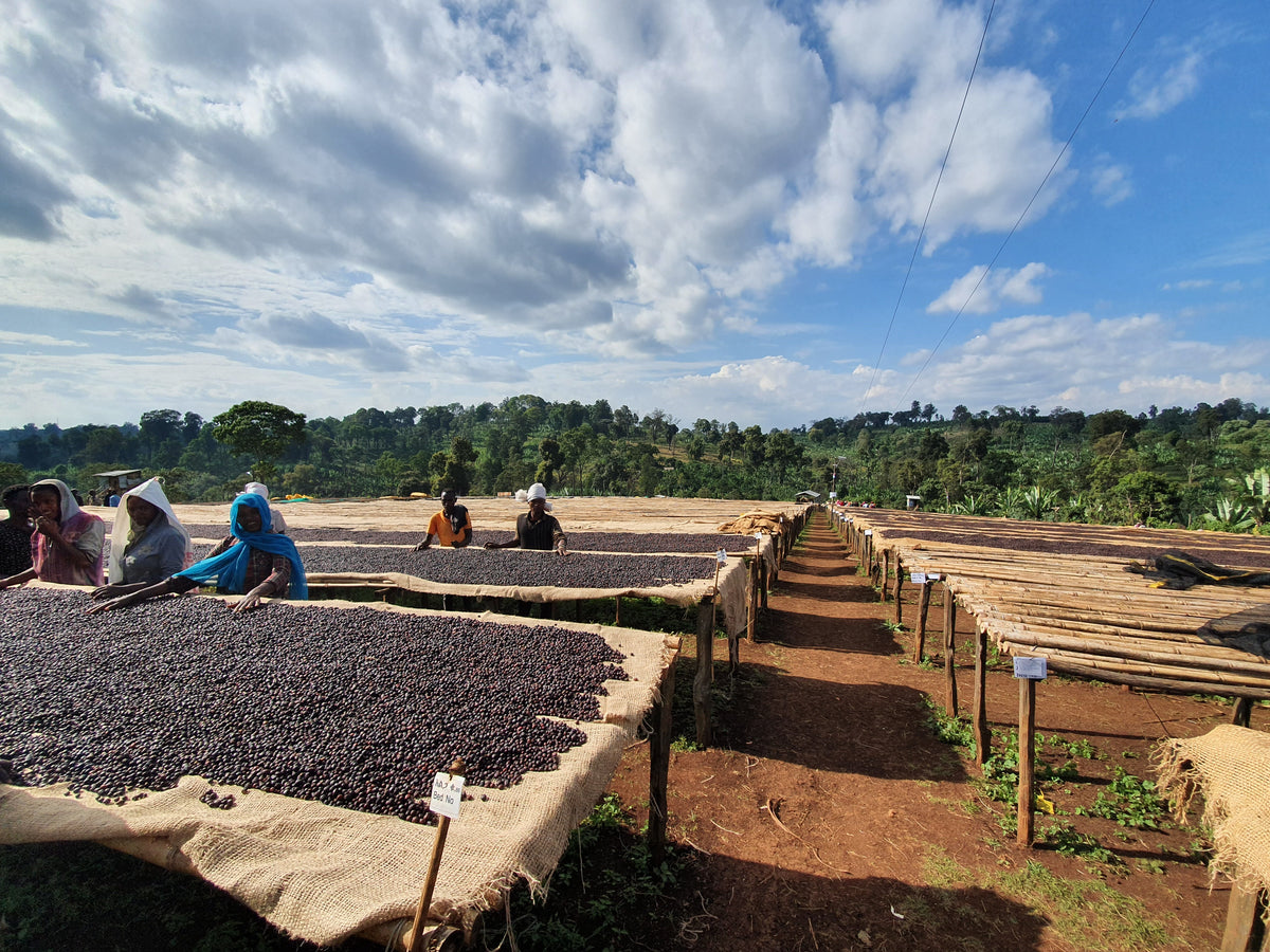 Ethiopia Dambi Uddo G1