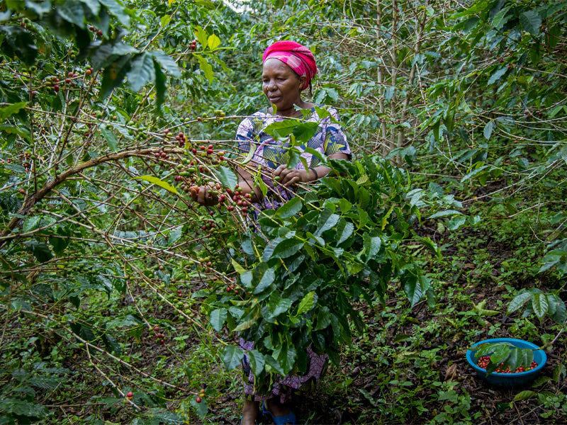 Rwanda Best of Rwanda #17 - Nyakizu Natural