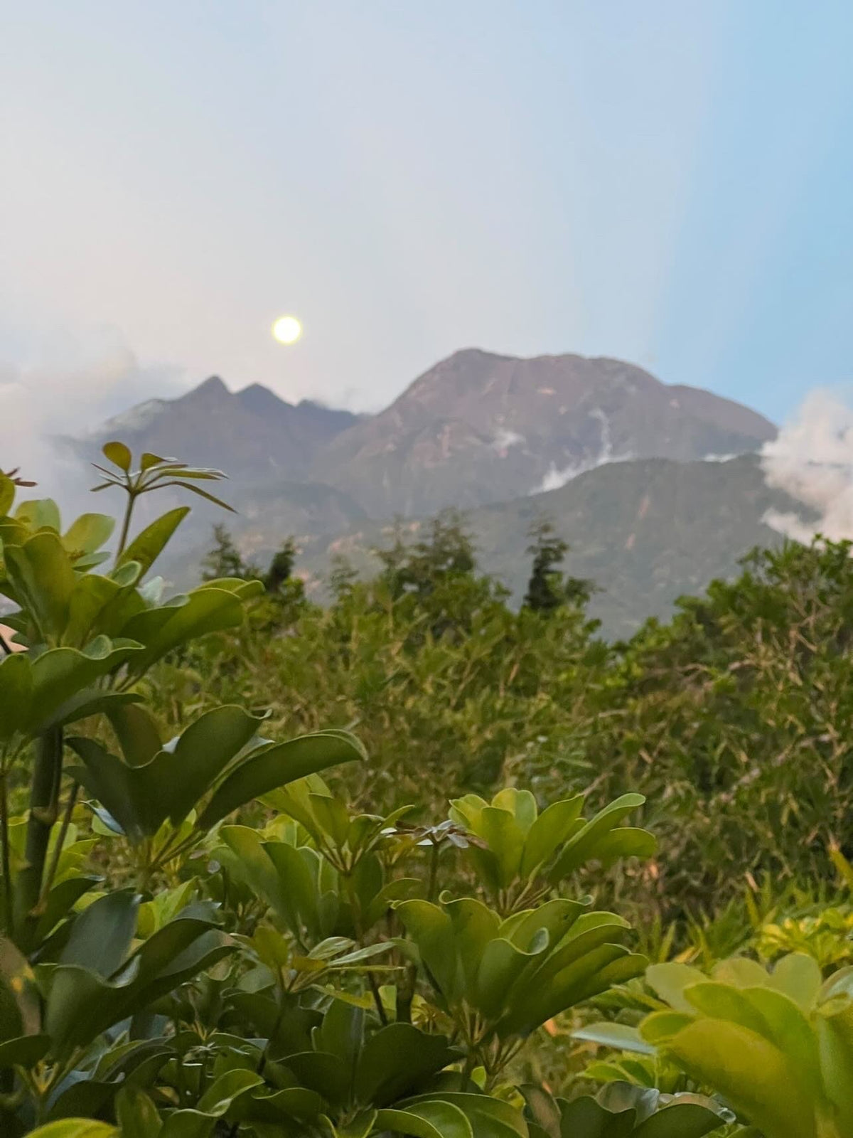 Panama Janson X-527 Geisha