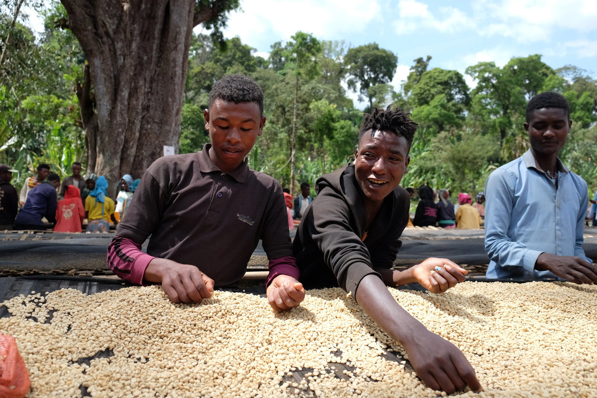 Ethiopia Aga Organic