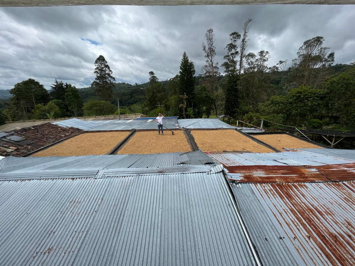 Colombia Sidra Prime