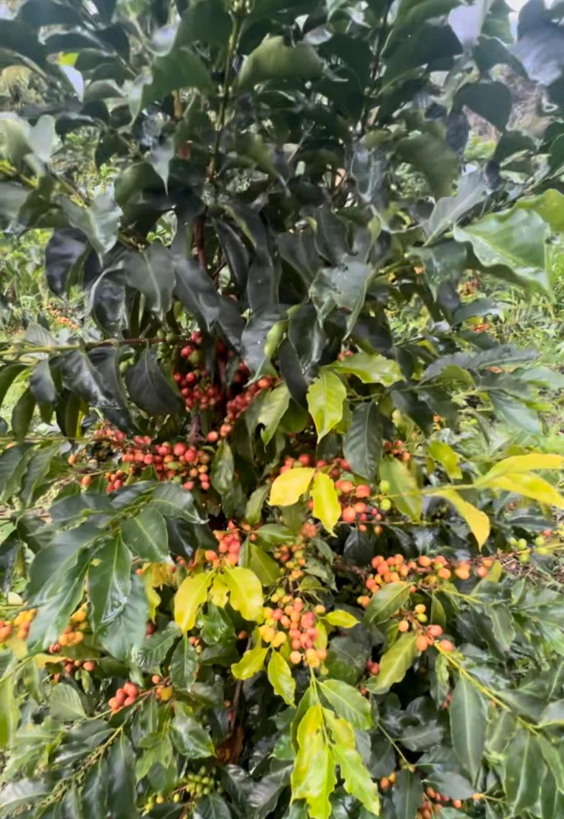 Colombia Espejo Gesha - Washed