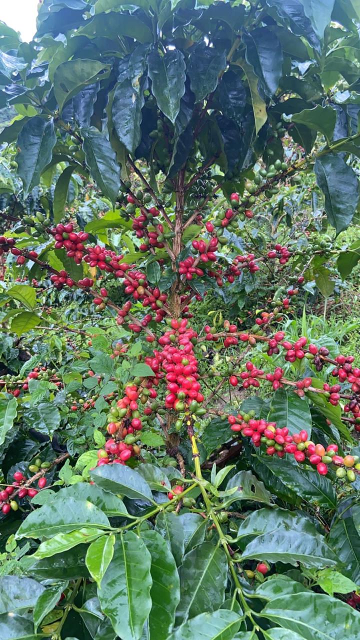 Colombia Finca La Bohemia Borbon Island - Washed
