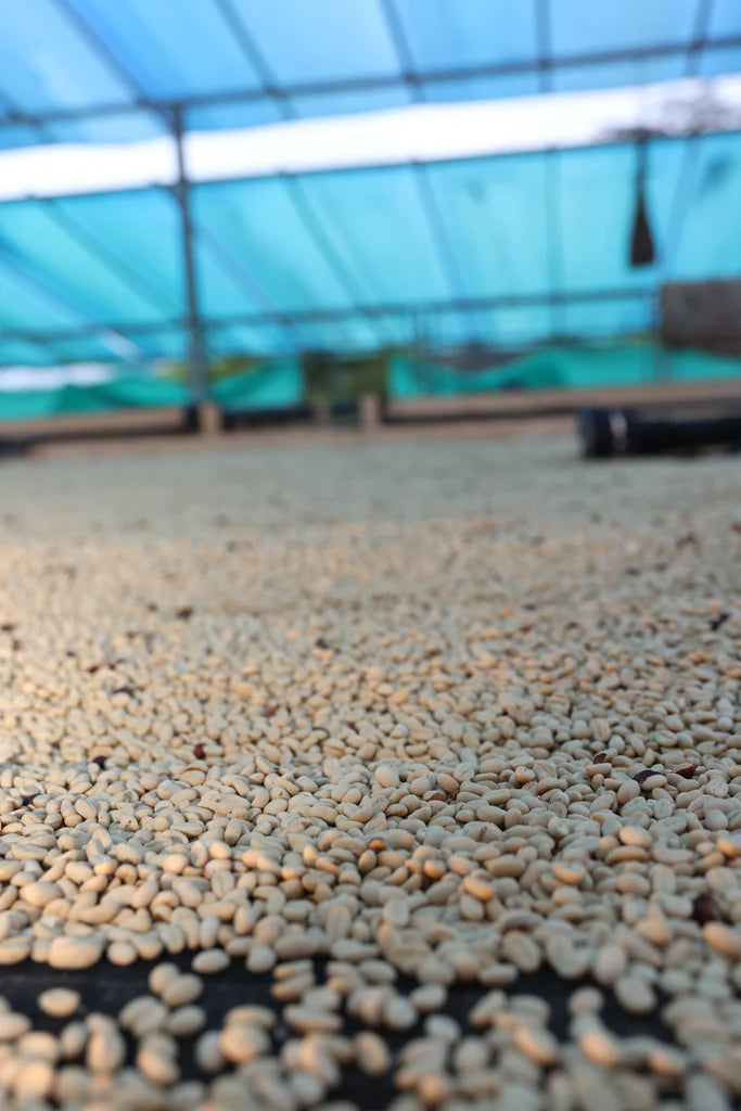 Colombia Finca La Bohemia Borbon Island - Washed