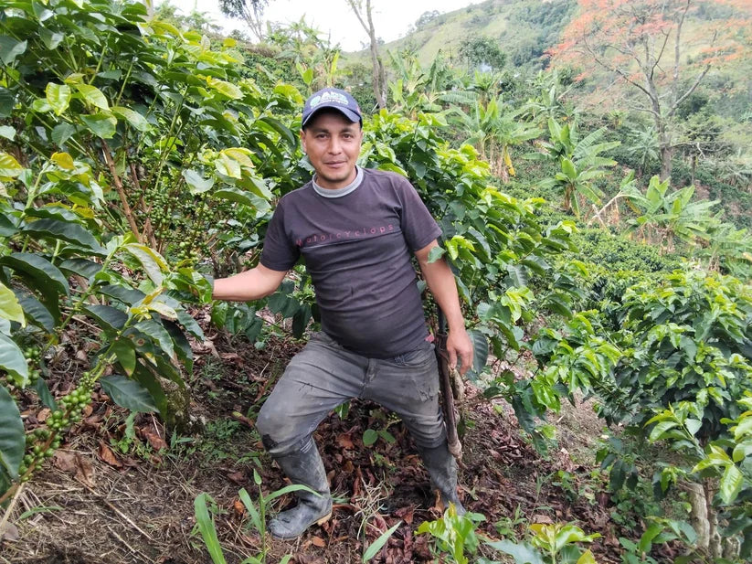 Colombia Espejo Gesha - Washed