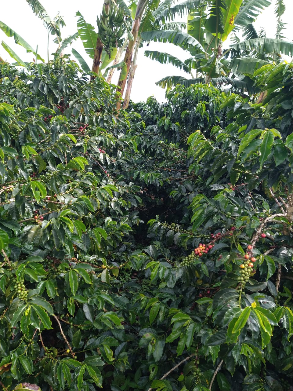 Colombia El Cedro Pink Bourbon - Washed