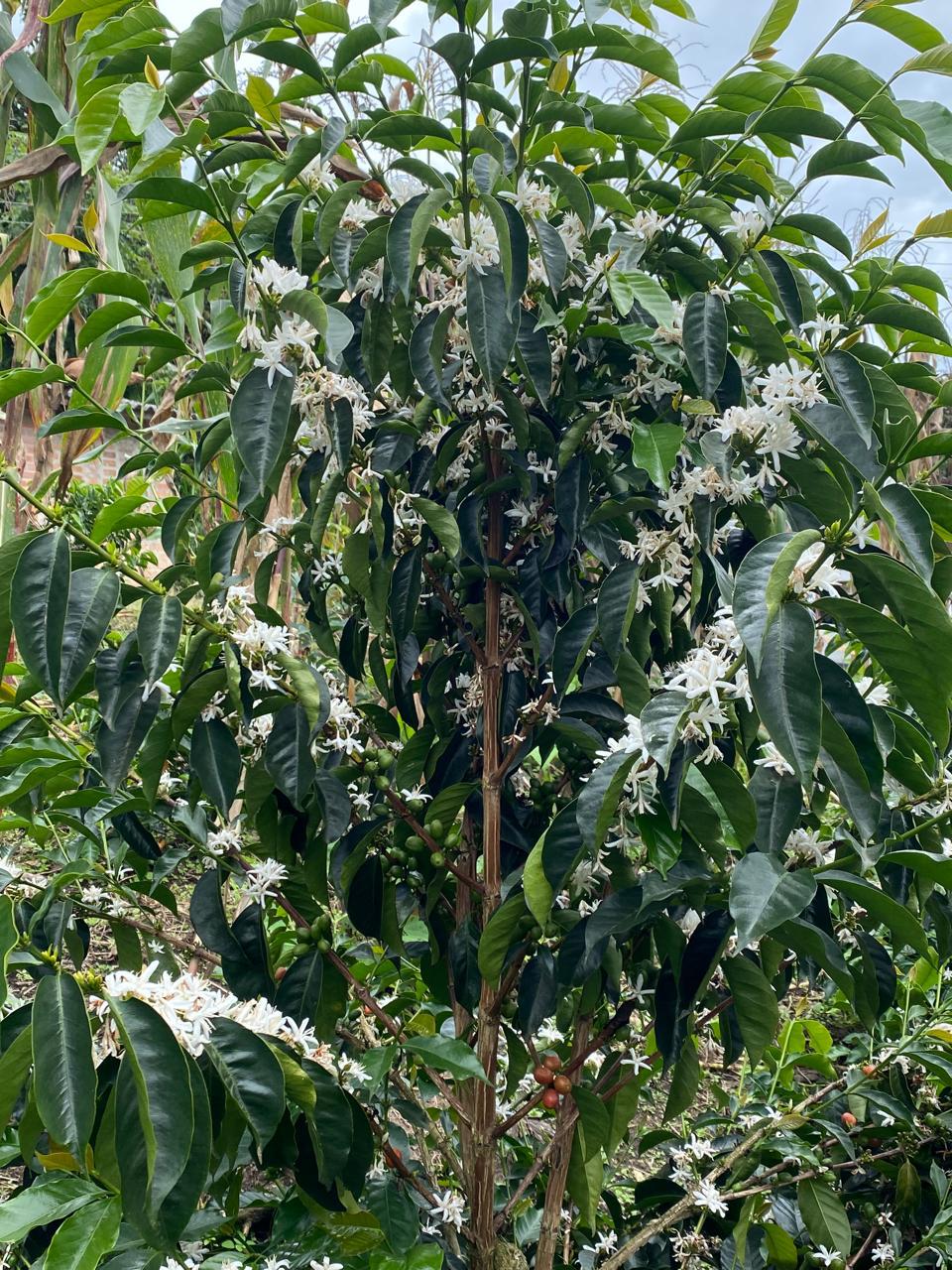 Colombia Flor Blanca Gesha - Washed