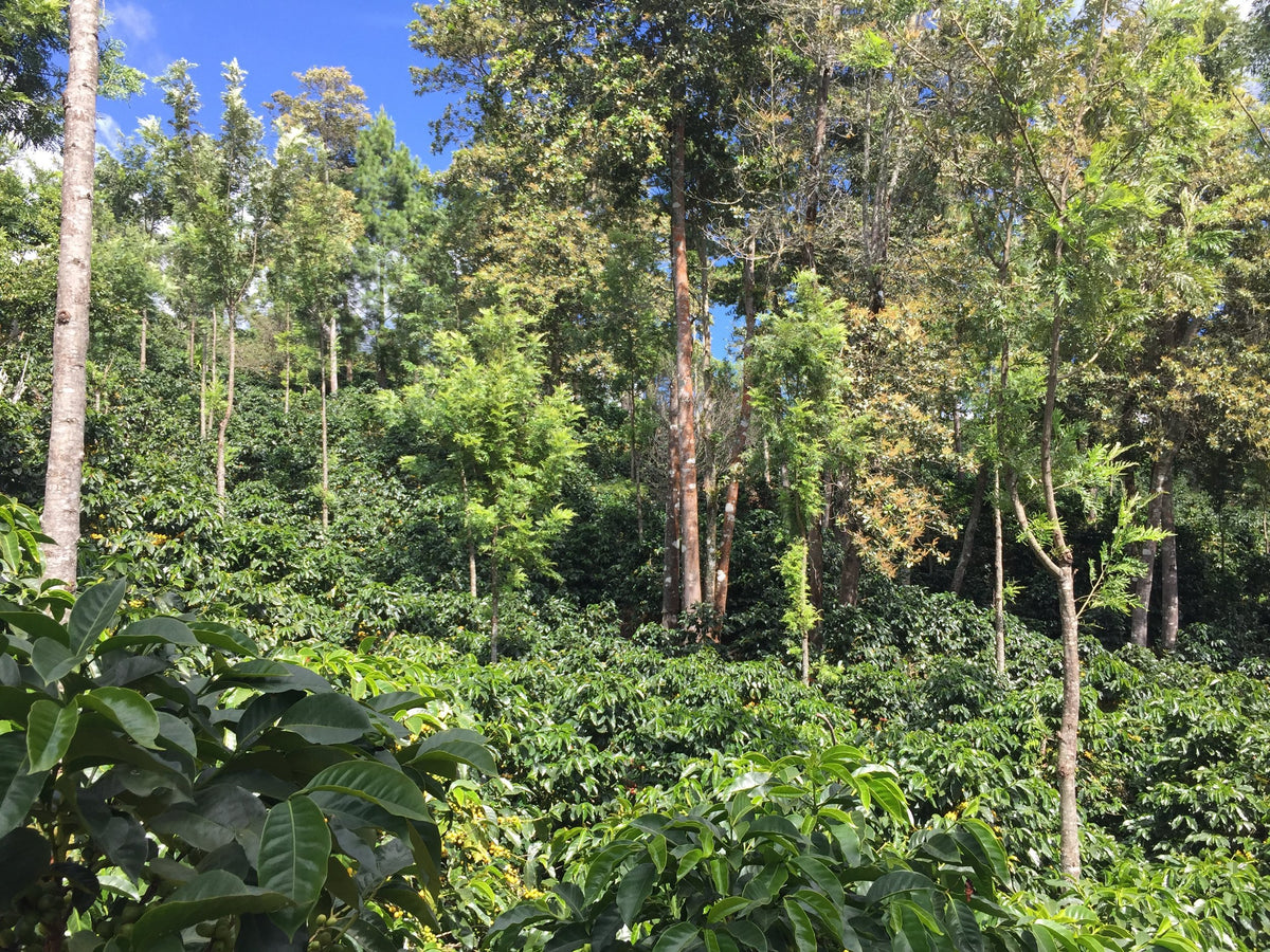 Guatemala Fredy Orantes