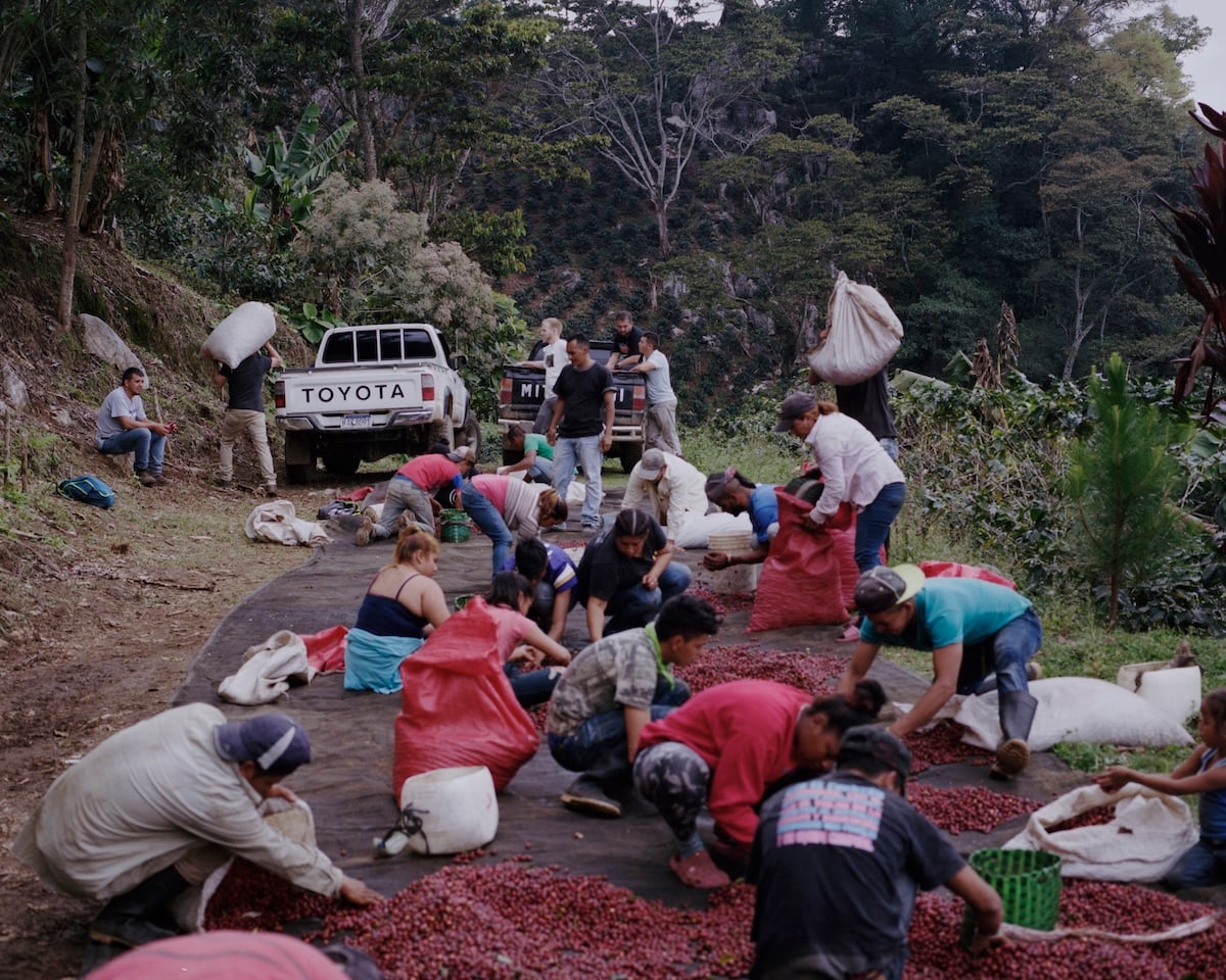 Honduras Sagastume Honey Pacas