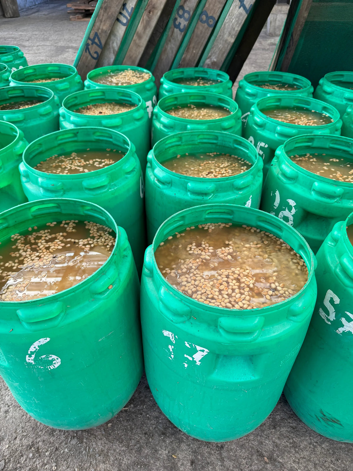 Ecuador Lugmapata Lot 1