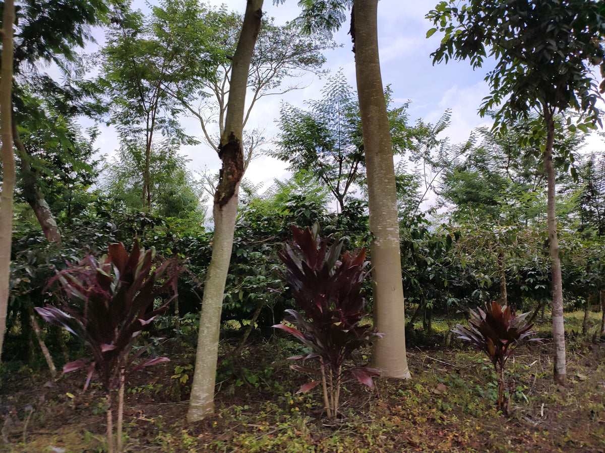 Indonesia Ijen Orange Microlot