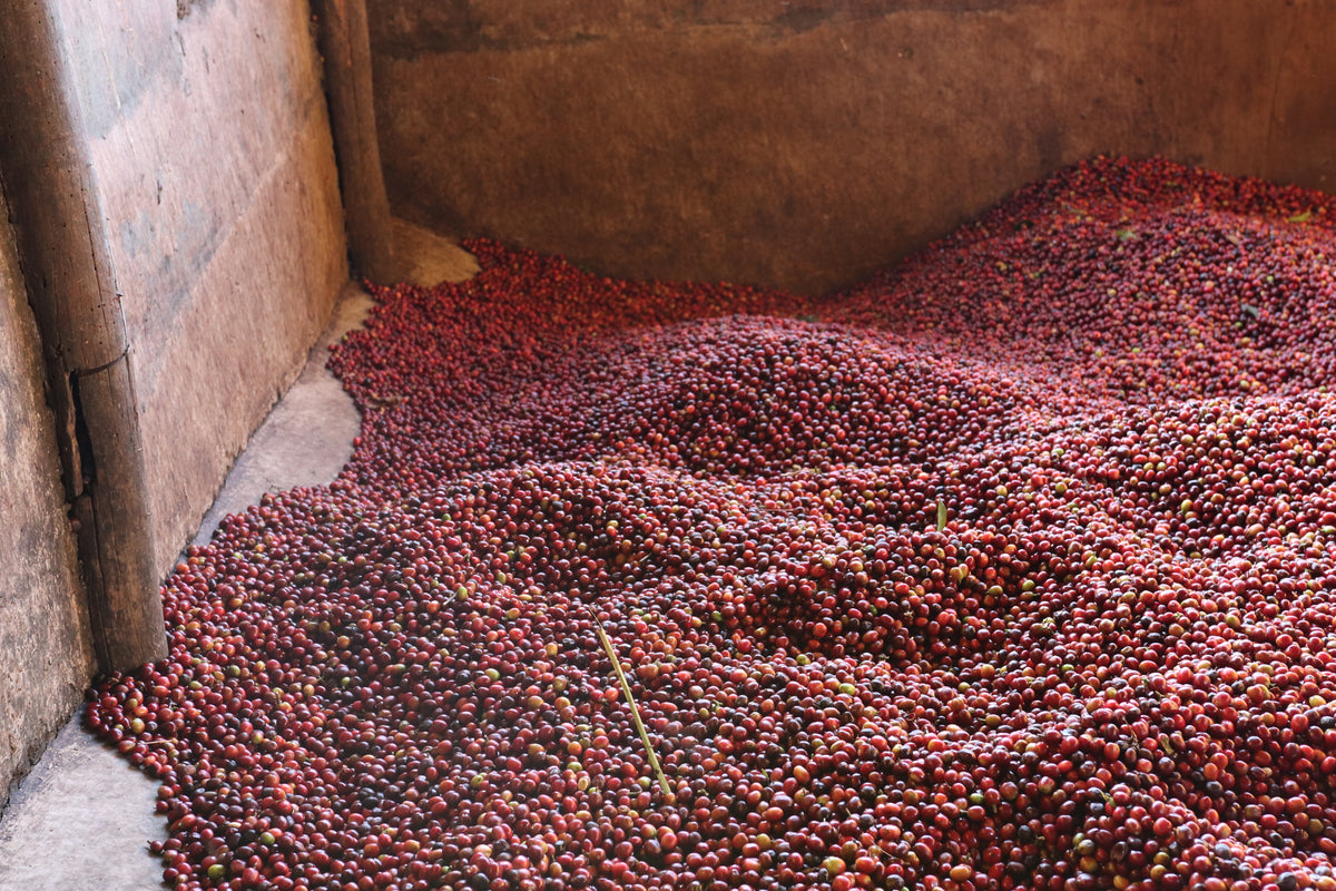 Ethiopia Limu Sadi Lot 1