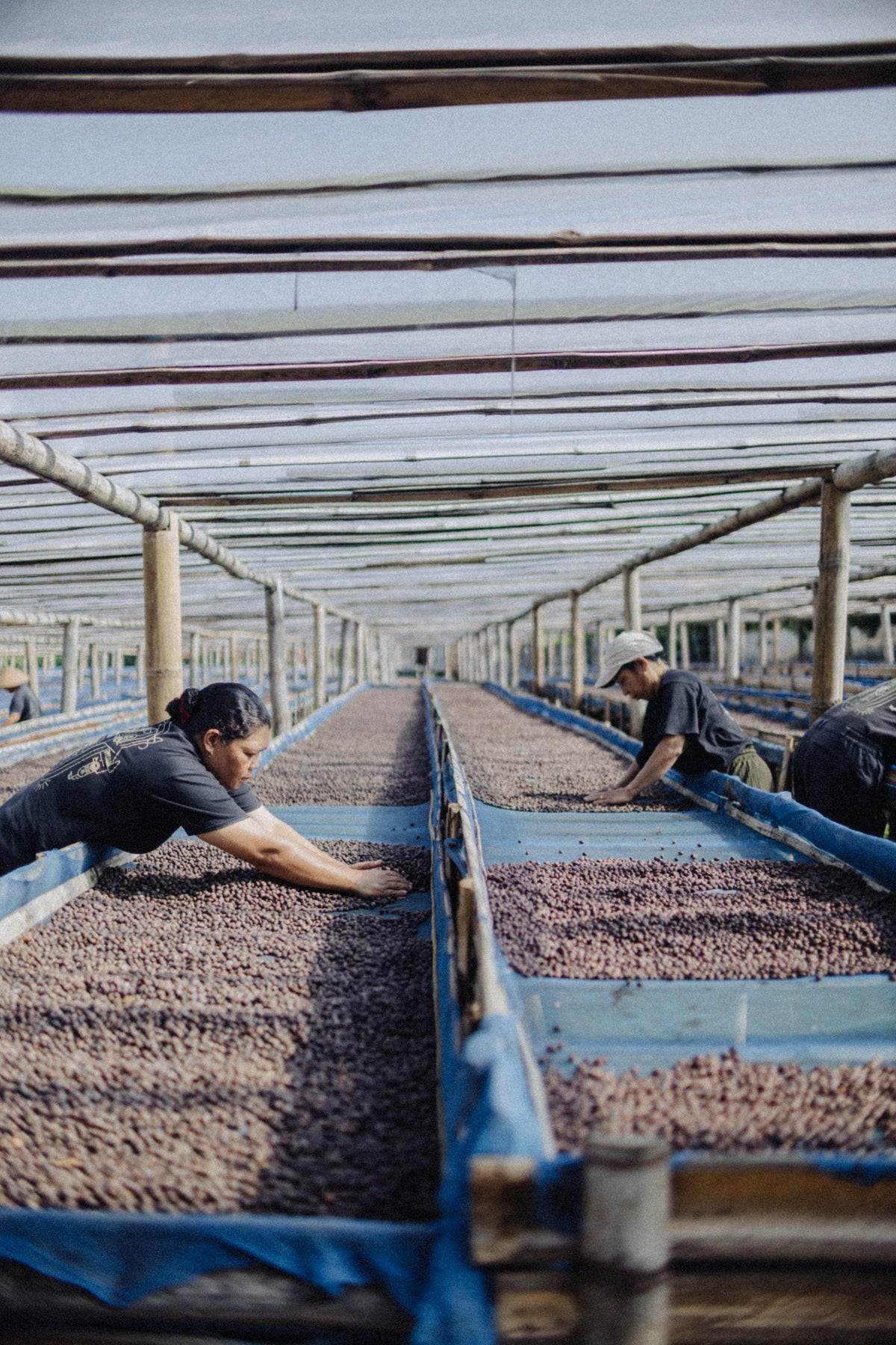 Indonesia Flores Uwu Village #1137 Microlot