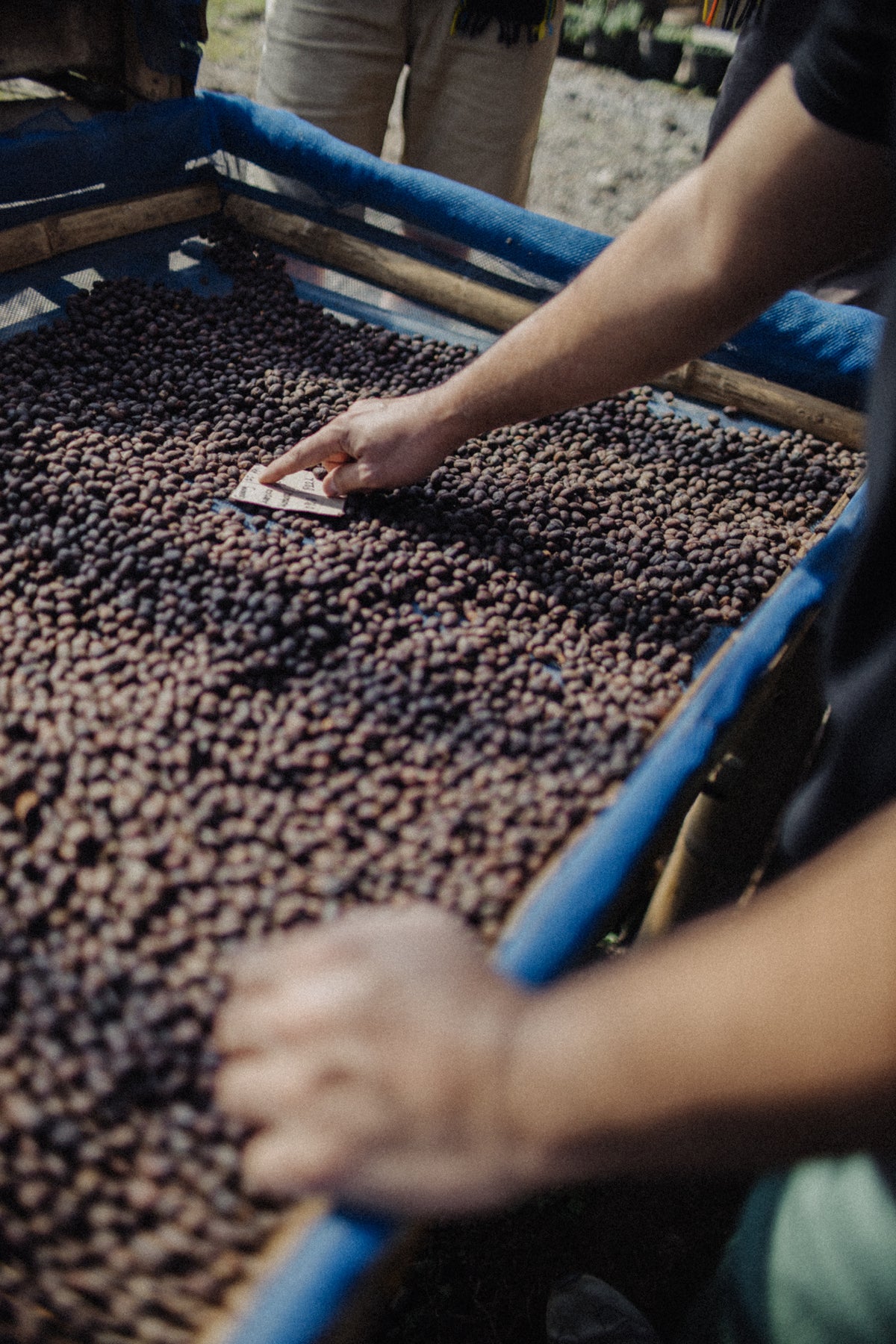 Indonesia Flores Uwu Village #1137 Microlot