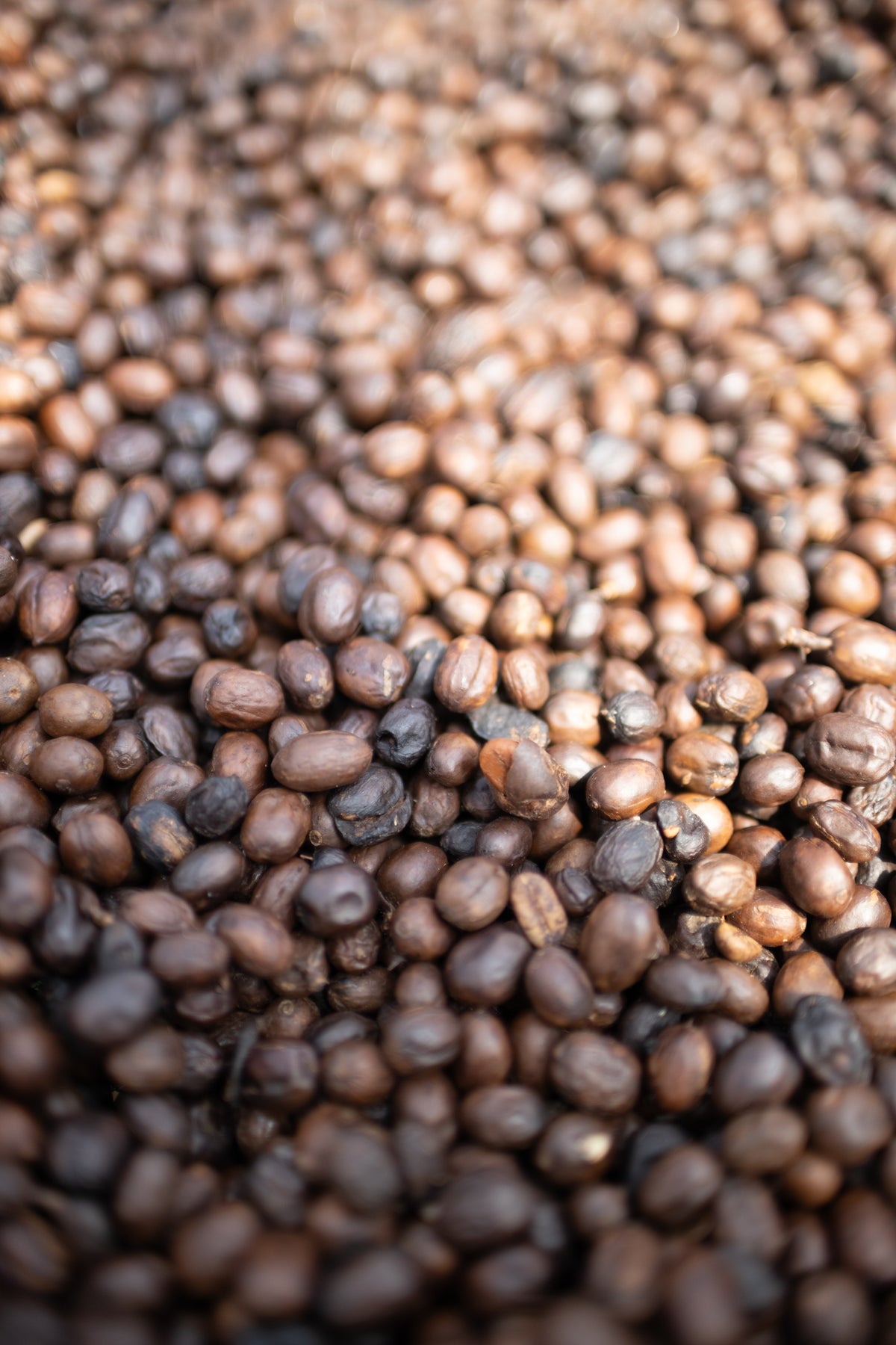 Indonesia Flores Uwu Village #1137 Microlot