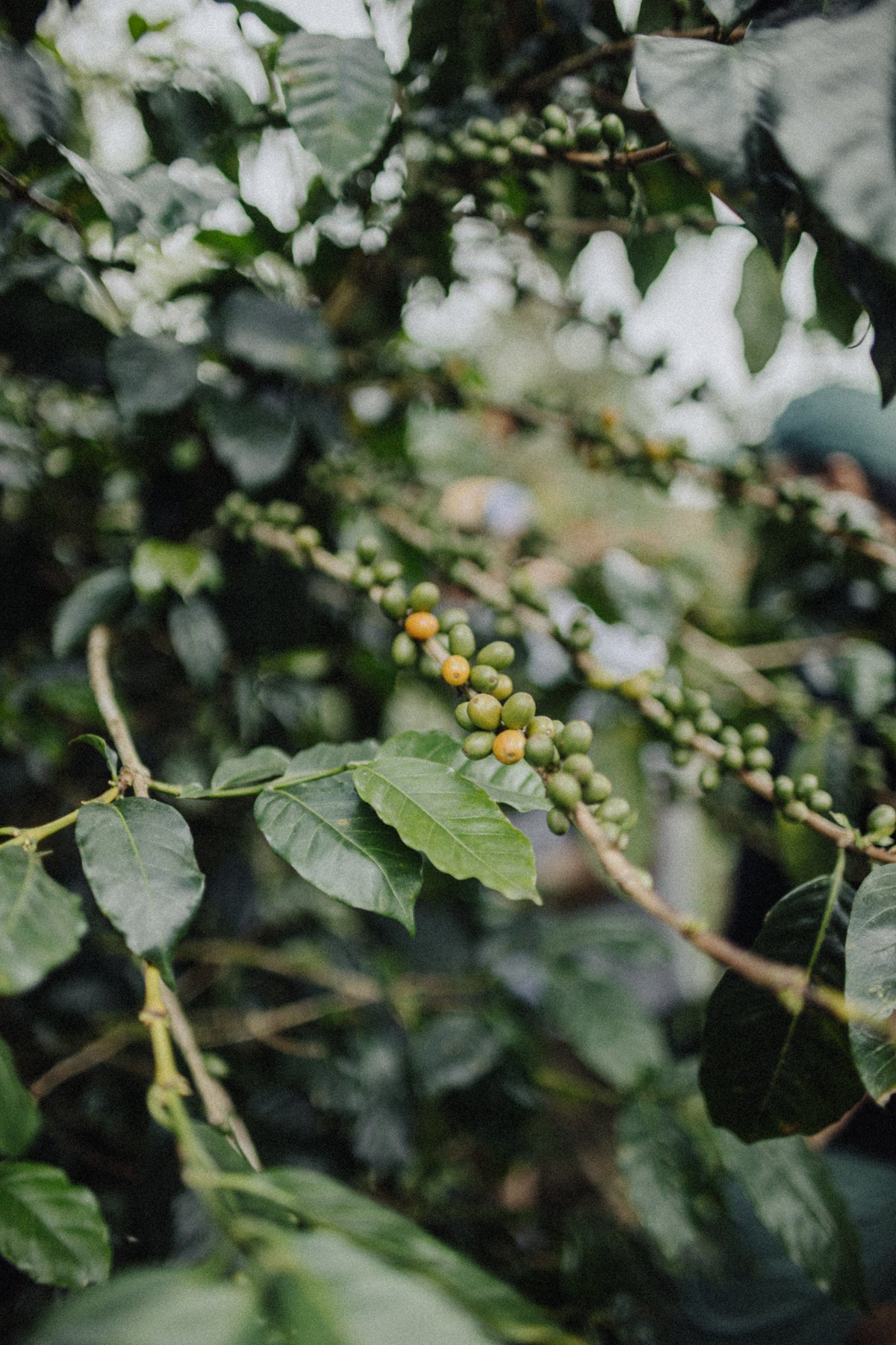 Indonesia Flores Uwu Village #1137 Microlot