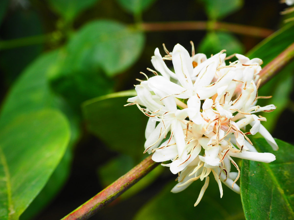Honduras Santa Lucia
