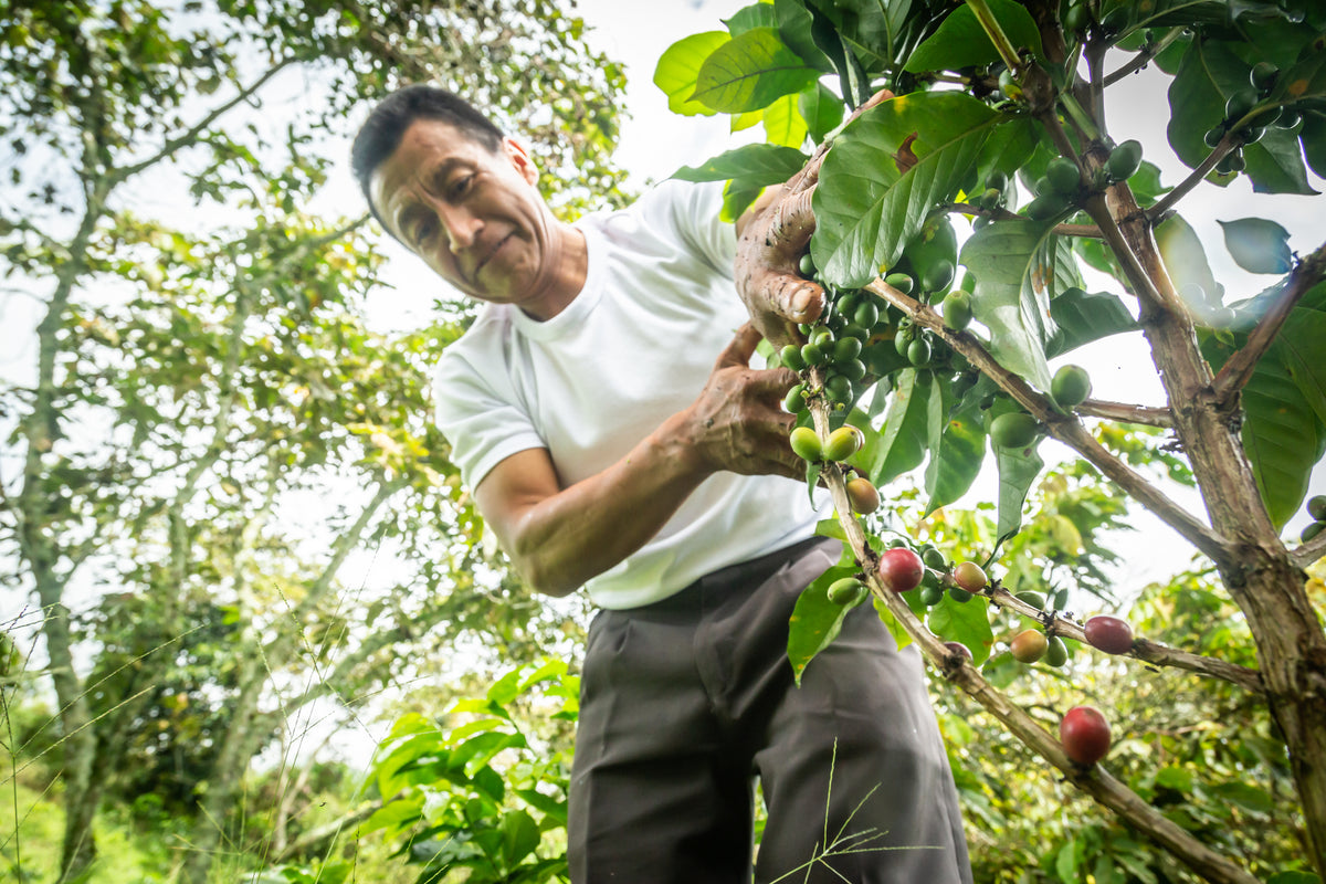 Colombia San Lorenzo