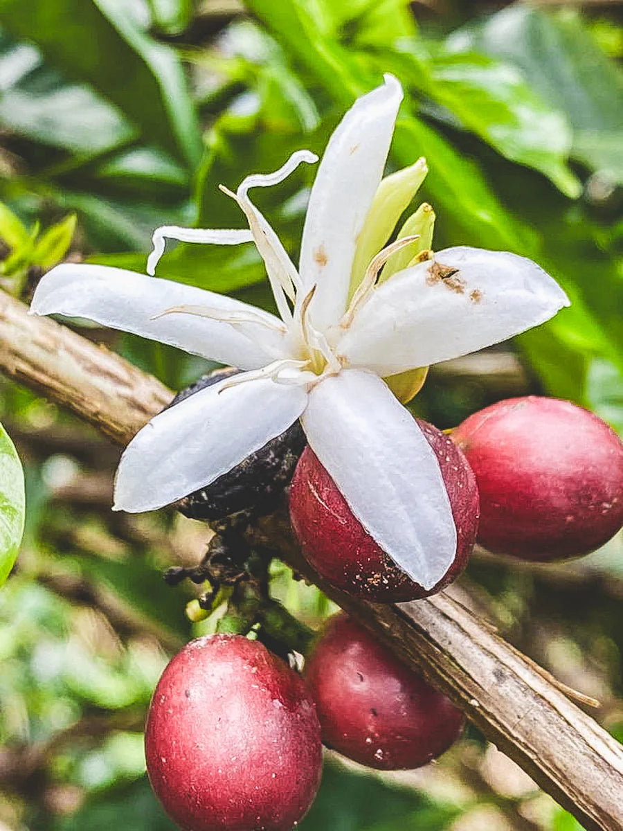 Colombia Finca La Pradera Geisha