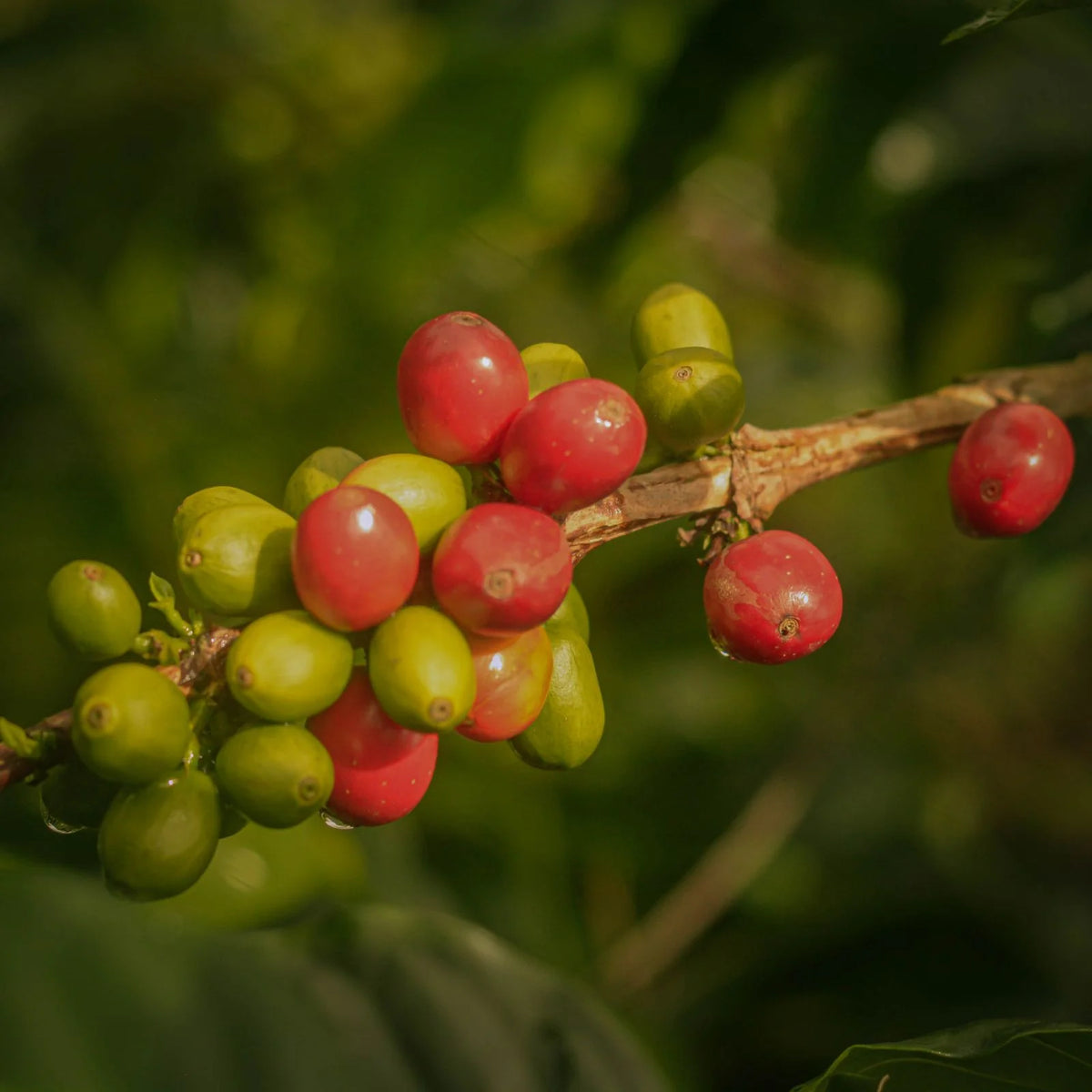 Colombia La Reserva Ajial Bourbon Ají - Washed