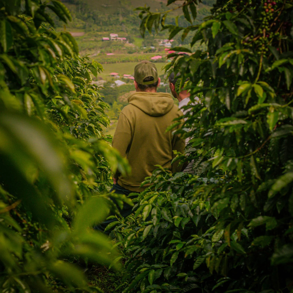 Colombia La Reserva Ajial Bourbon Ají - Washed