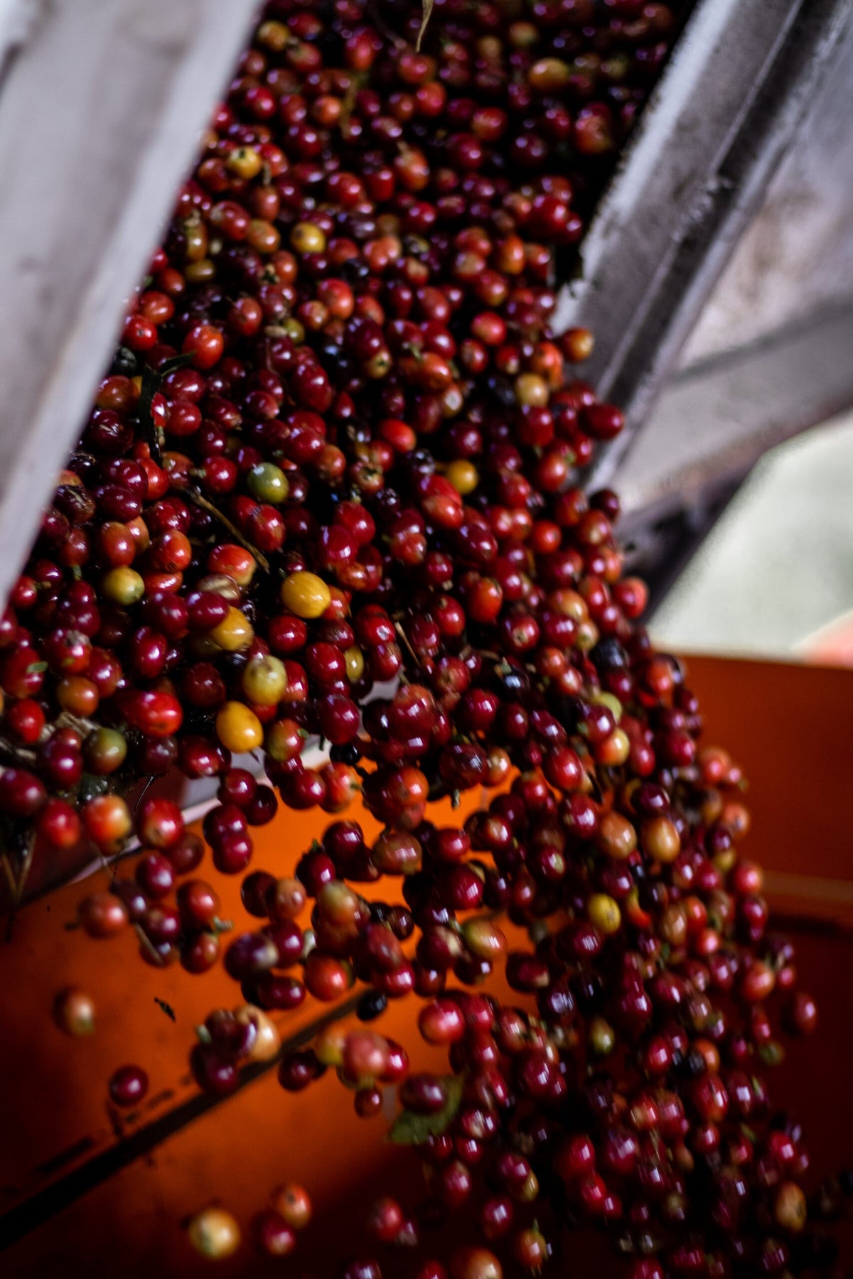 Panama Aracelly Estribi Geisha