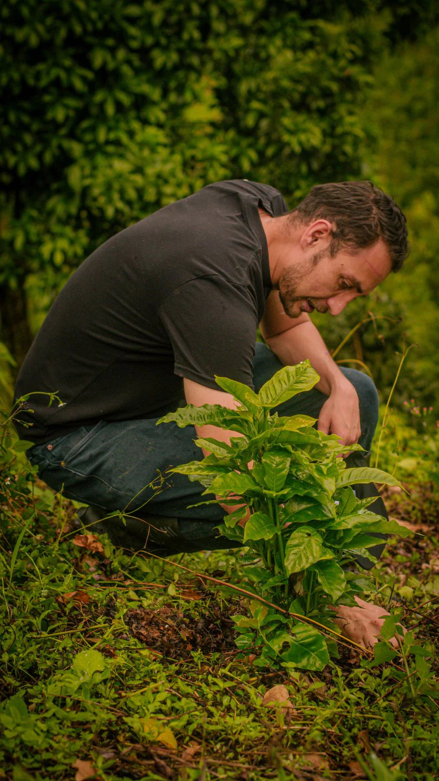 Colombia La Reserva Ajial Bourbon Ají - Washed