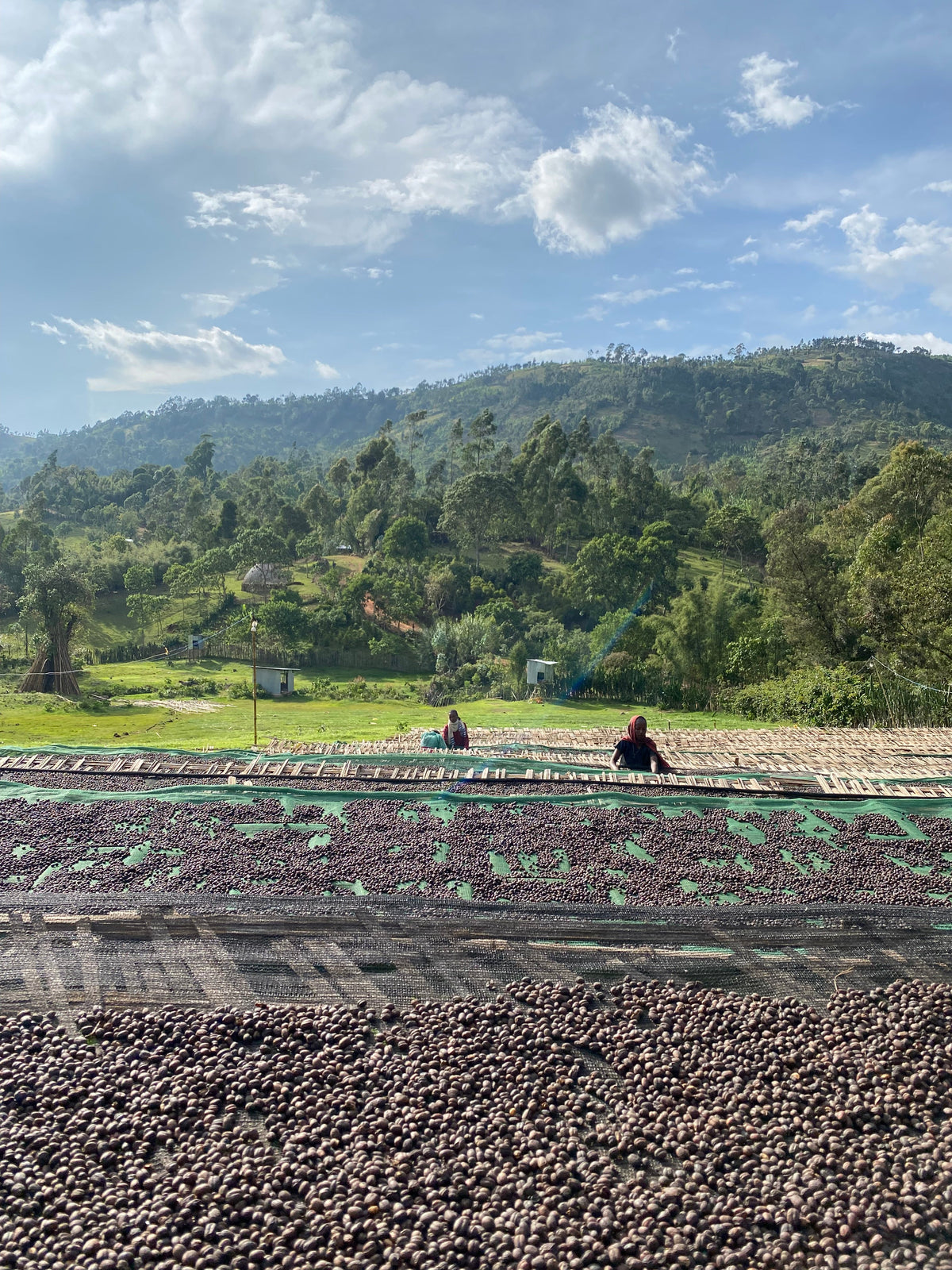 Ethiopia Legesse Natural