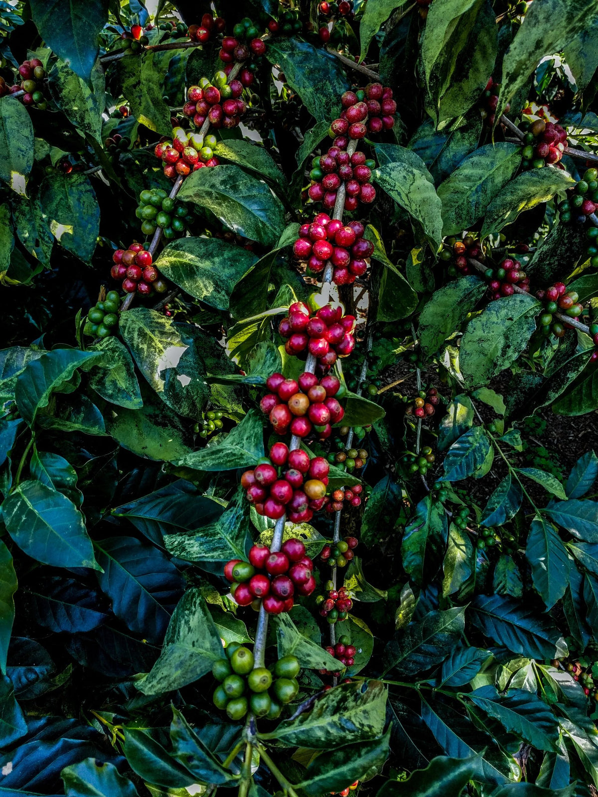 Colombia Sweet Valley