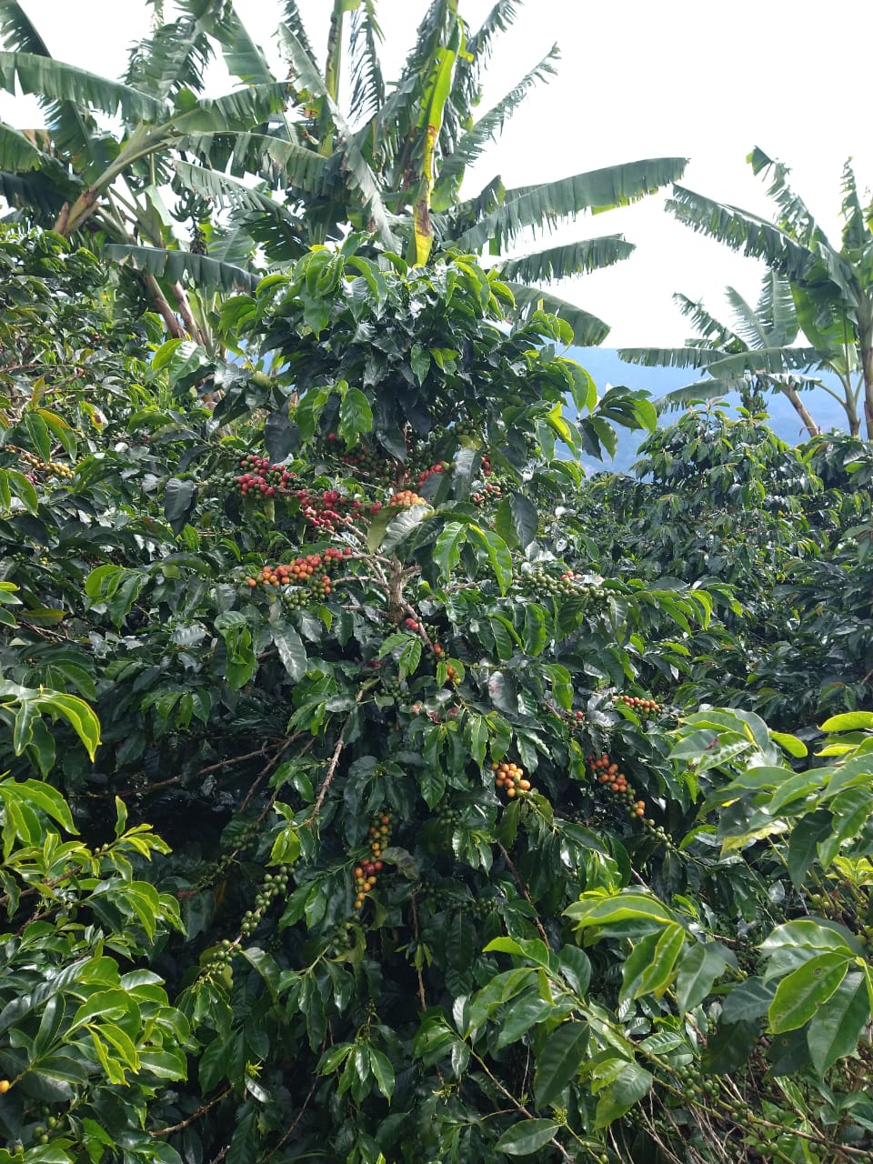 Colombia El Cedro Pink Bourbon - Washed