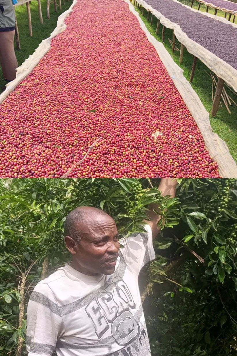 Ethiopia Cup Of Excellence #17 - Tafo Natural