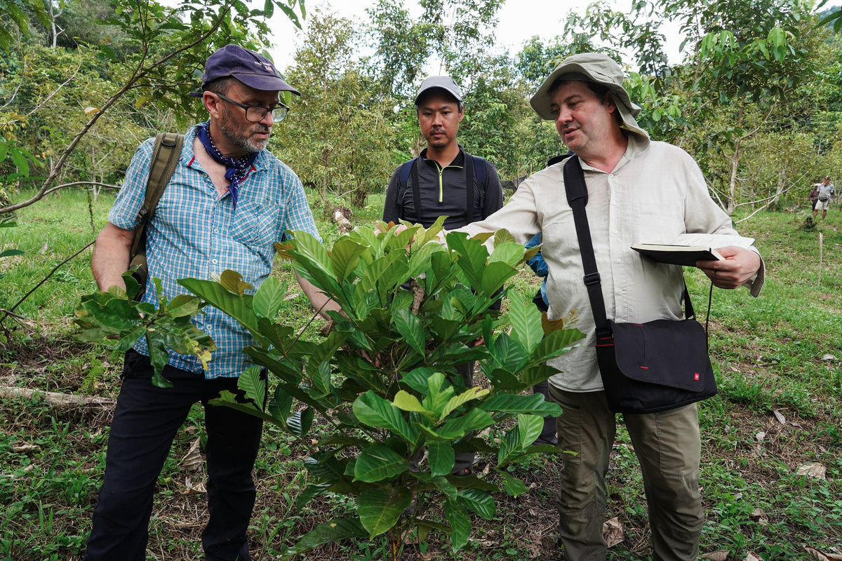 Malaysia Sarawak Long Banga - Ragi Anaerobic Honey Liberica