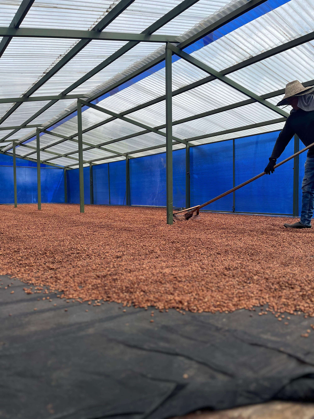 Colombia Fellow Farms Gesha - Competition