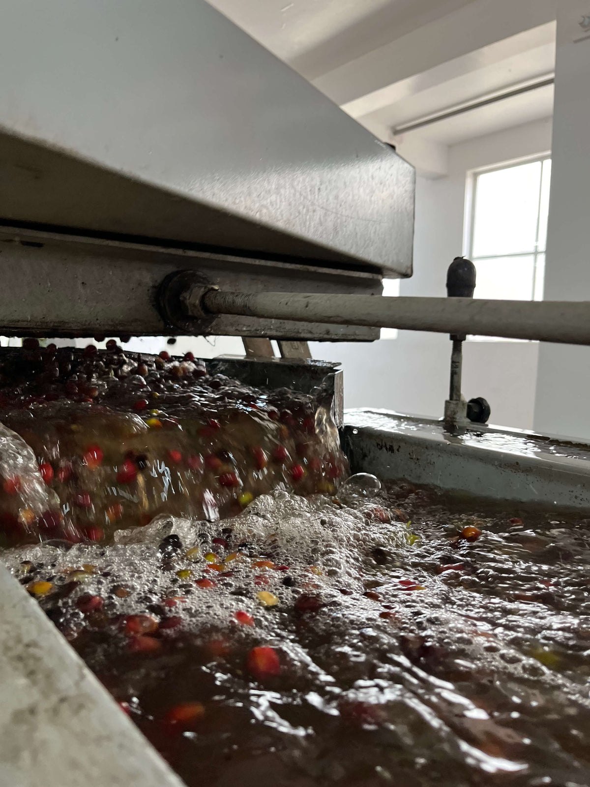 Colombia Fellow Farms Gesha - Competition