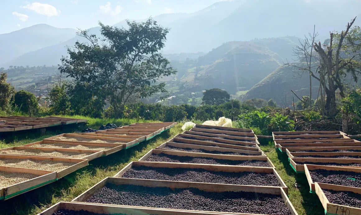 Ecuador Lugmapata Lot 1